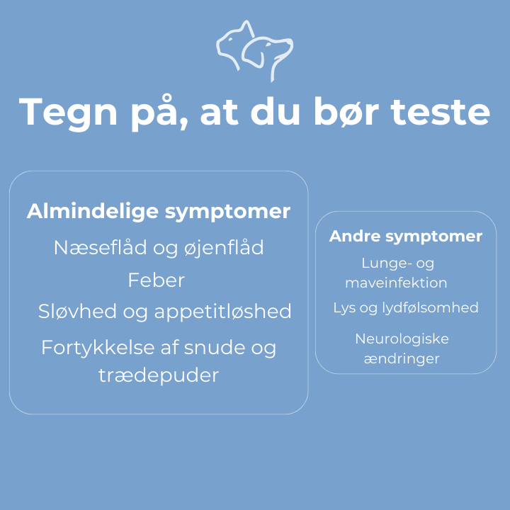 Distemper