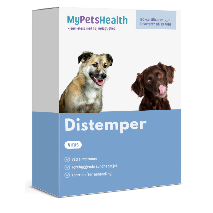 Distemper